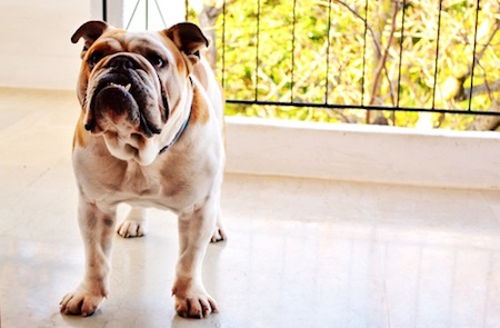 puppy-dog-house-balcony-standing